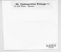 Cladosporium fumago image